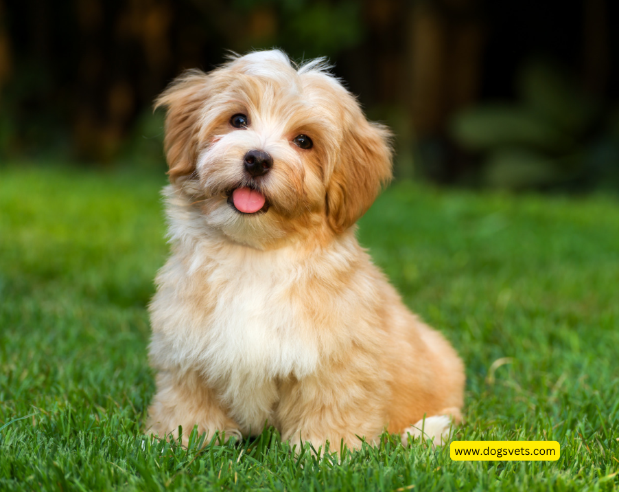 Havanese puppy with a beautiful coat